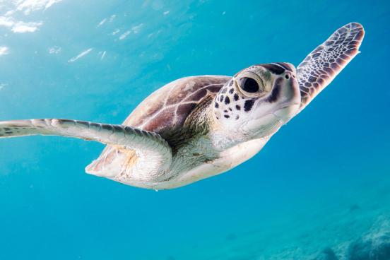 Turtle