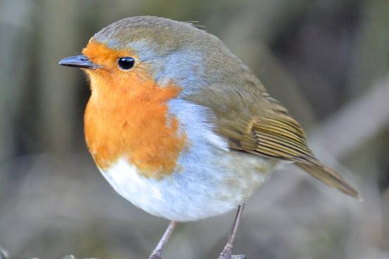 Bird