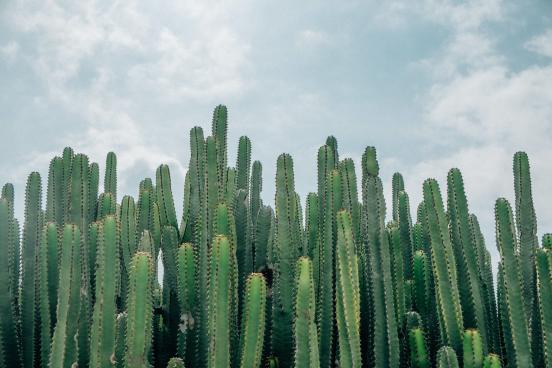 Cactus