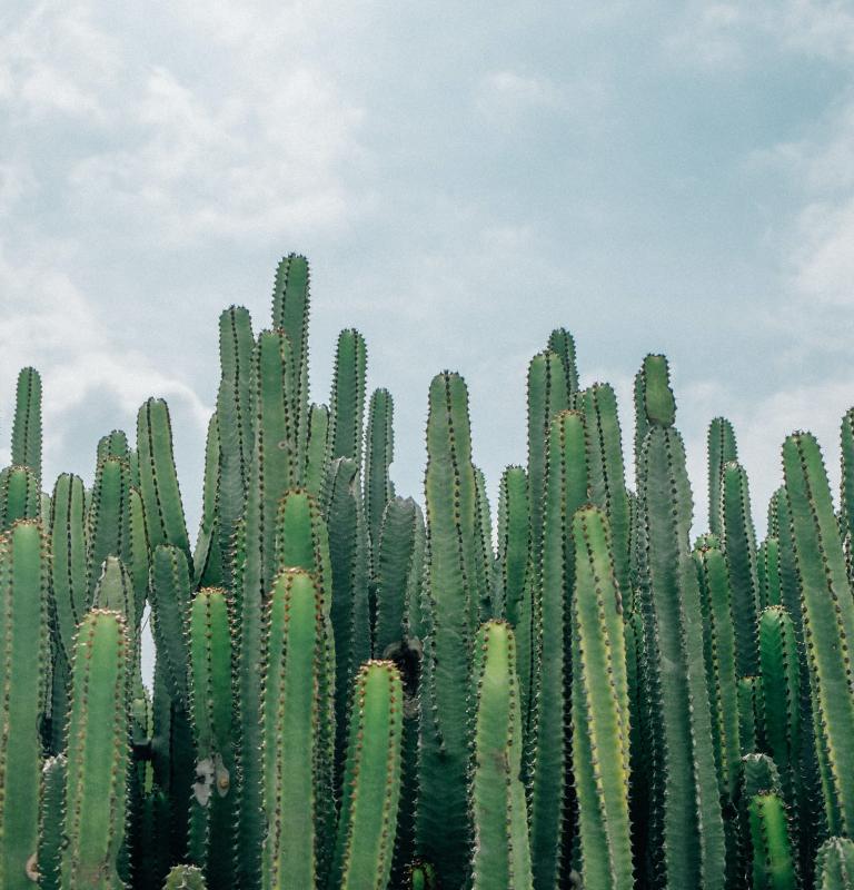 Cactus