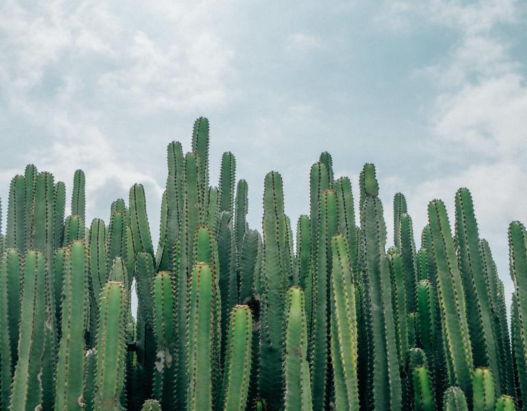 Cactus