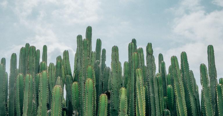 Cactus