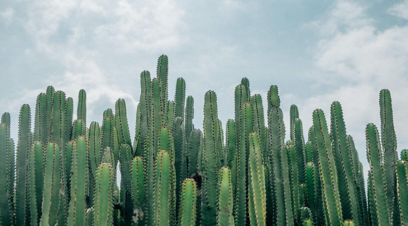 Cactus