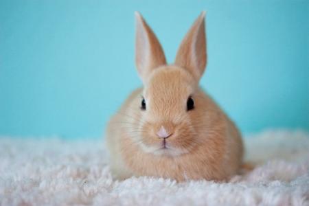 Bunny  640X427