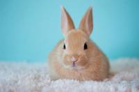Bunny  640X427