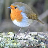 Bird