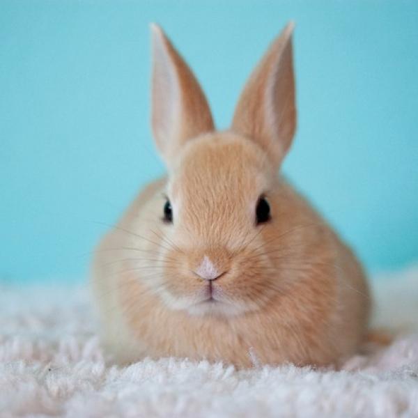 Bunny  640X427