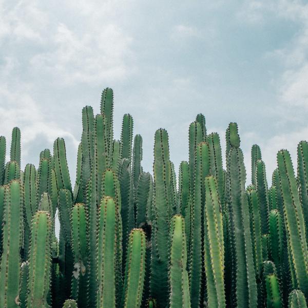 Cactus