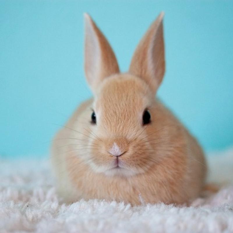 Bunny  640X427