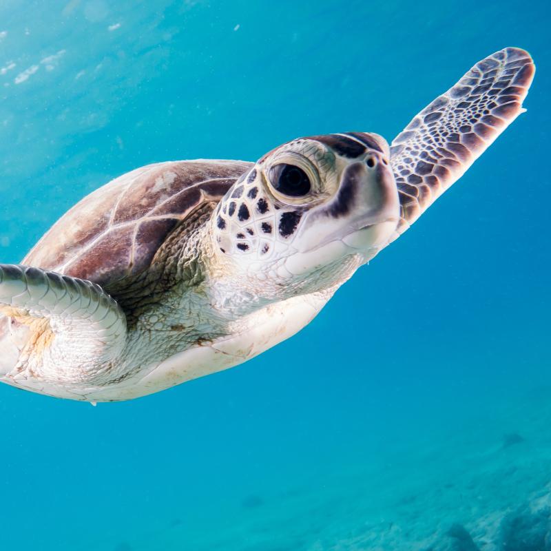 Turtle