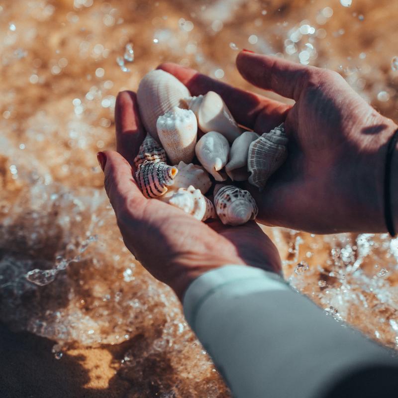Shells in a persons hand.