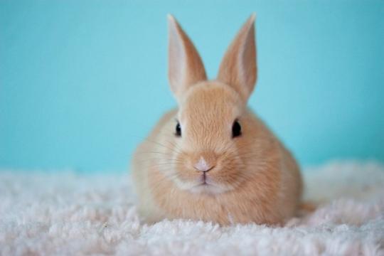 Bunny  640X427