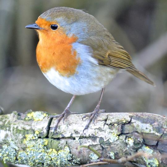 Bird