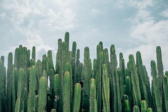 Cactus